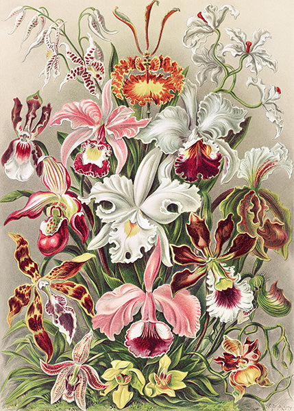 Orchidaeacae