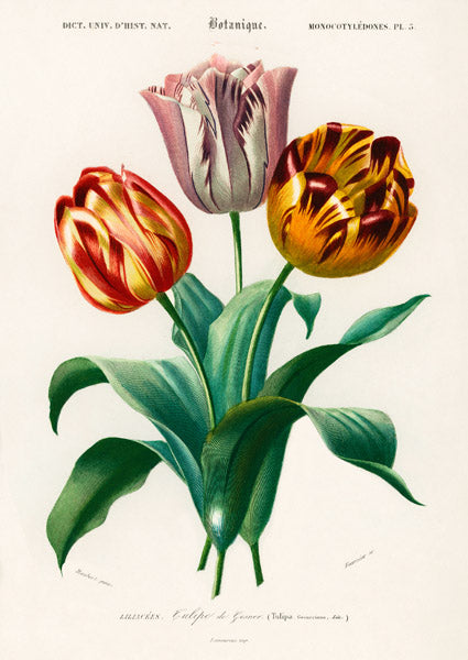 Didier's Tulip