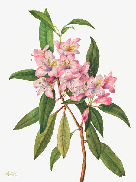 Rose Bay Rhododendron, 1932