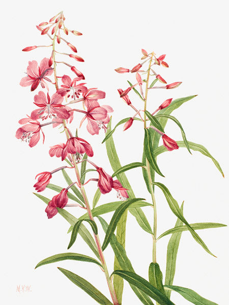 Fireweed, 1902