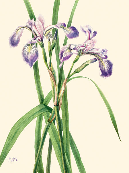 Blueflag Iris, 1919