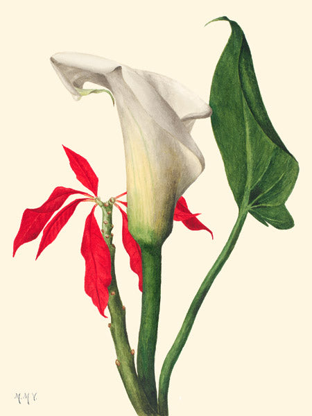 Calla Lily, 1877