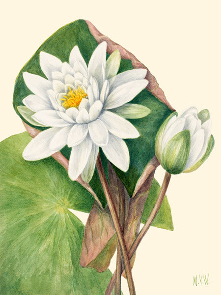 American Waterlily, 1920