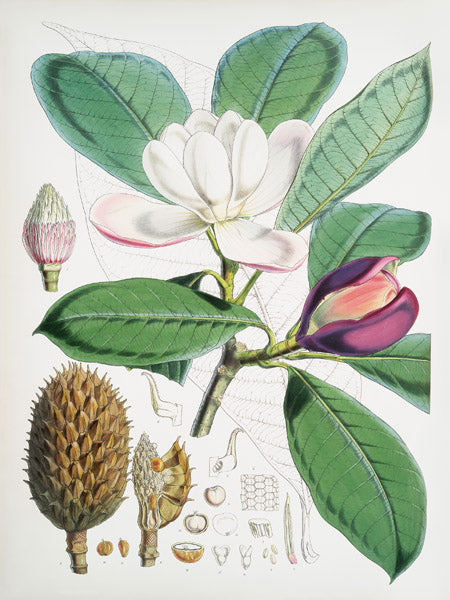 Magnolia Hodgsonii, 1855