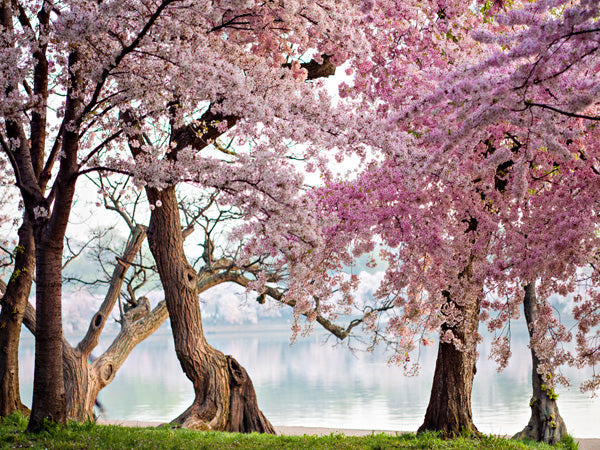 Cherry treesbloom, Washington, USA