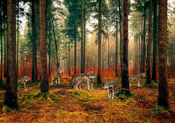 Pack of Wolves in the Woods