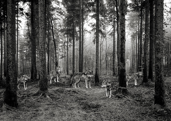 Pack of Wolves in the Woods (BW)