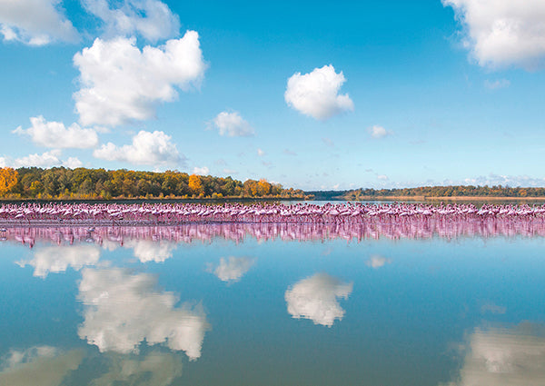 Flamingos Reflection, Camargue, France