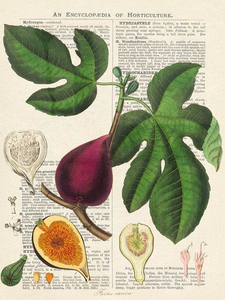 Fruits de saison, Figues