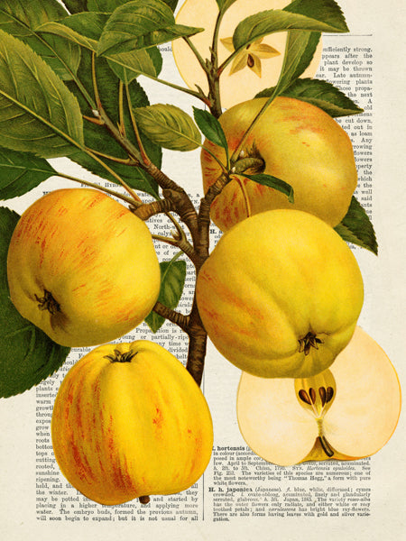 Fruits de saison, Pommes