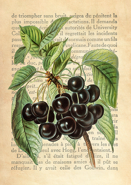 Cherries, After J. Wright