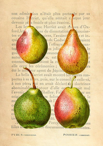 Pears, After Redouté