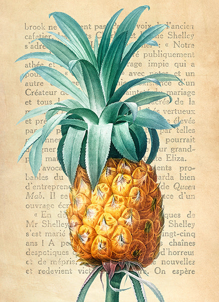 Pineapple, After Redouté