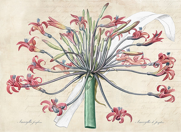 Josephine's lily, After Redouté
