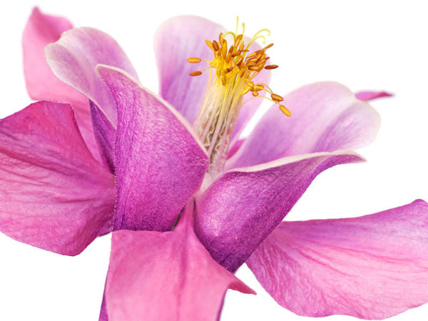 Dark columbine close-up