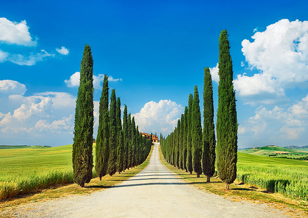 Cypress alley, San Quirico d'Orcia, Tuscany