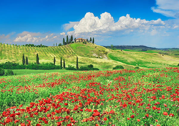 Farmhouse with Cypresses and Poppies, Val d'Orcia, Tuscany