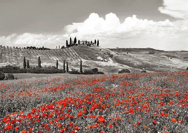 Farmhouse with Cypresses and Poppies, Val d'Orcia, Tuscany (BW)