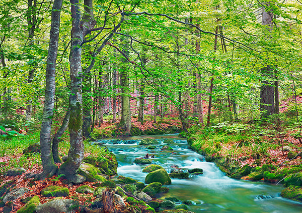 Forest brook through beech forest, Bavaria, Germany