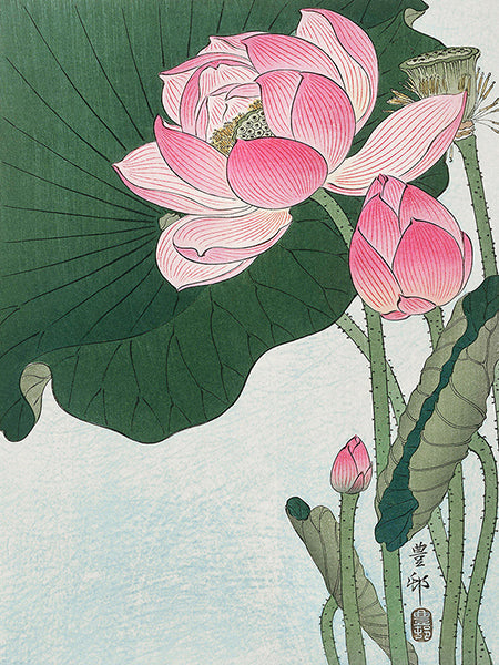 Blooming lotus flowers