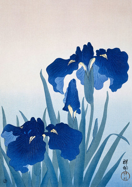 Iris flowers