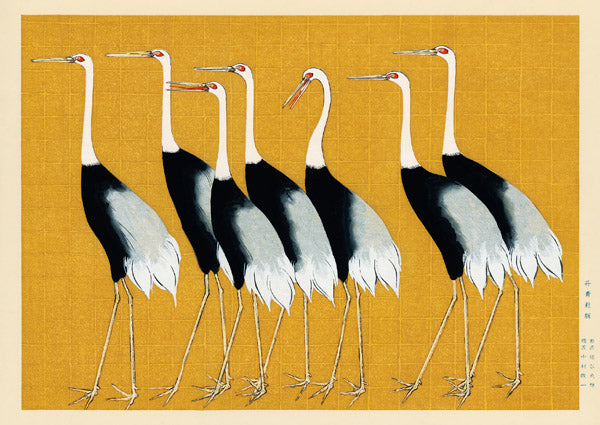 Flock of Japanese red crown cranes