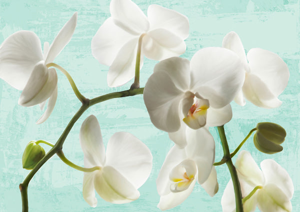 Celadon Orchids
