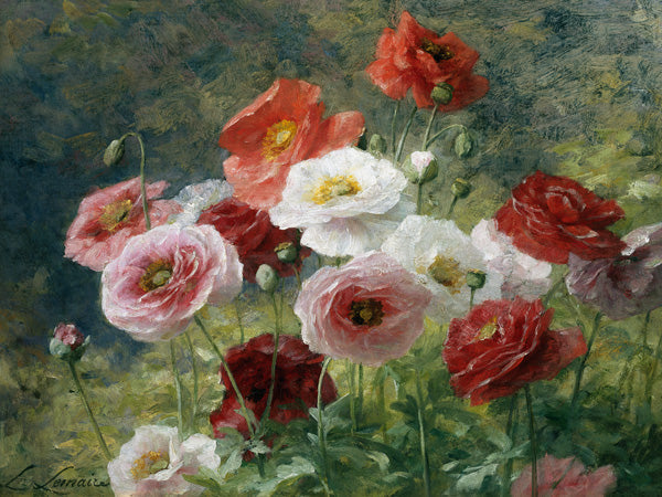 Poppies