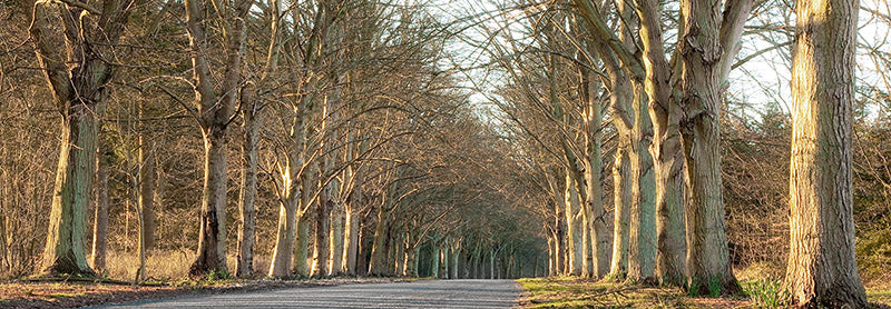 Tree Lined Road, Norfolk, UK