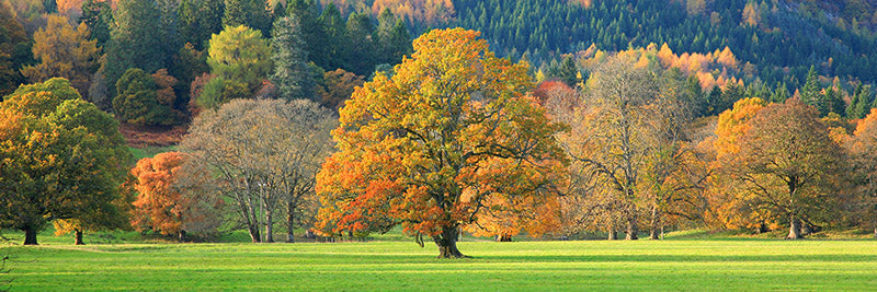 Mixed trees in autumn colour, Scotland