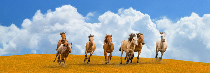 Herd of wild horses (detail)