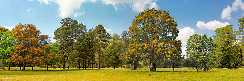 Trees in a Park