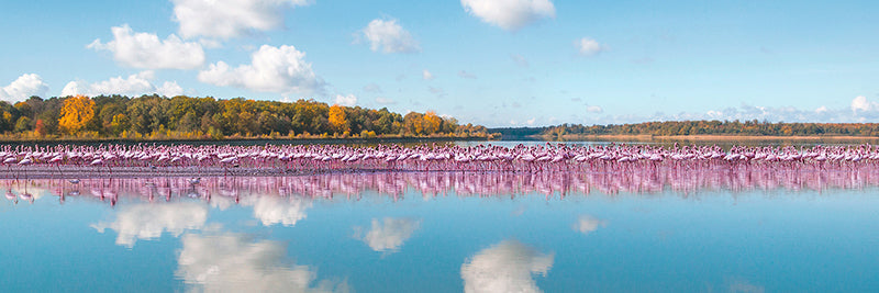 Flamingos Reflection, Camargue, France (detail)