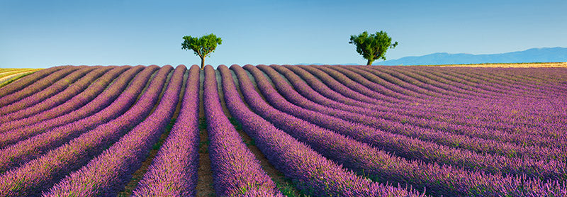 Lavender field, Provence, France