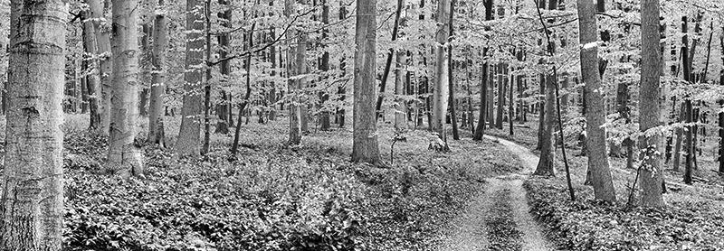 Beech forest, Germany