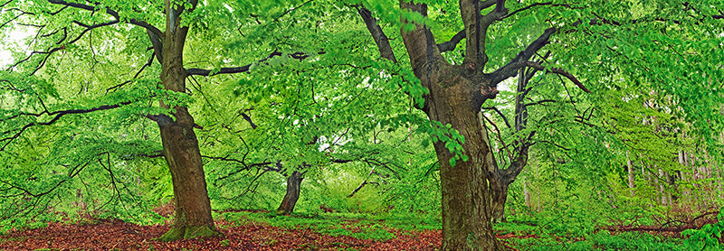 European beech, Kellerwald, Germany