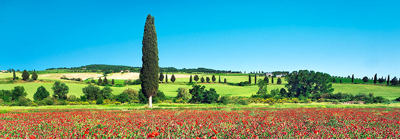 Cypress in poppy field, Tuscany, Italy