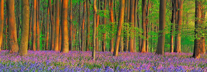 Beech forest with bluebells, Hampshire, England