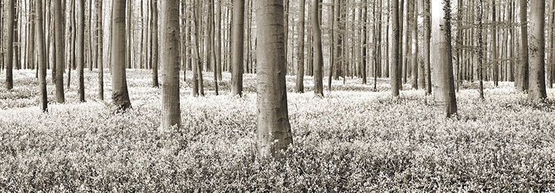 Beech forest with bluebells, Belgium