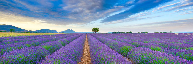 Lavender Field, France