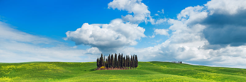 Cypresses, Val d'Orcia, Tuscany