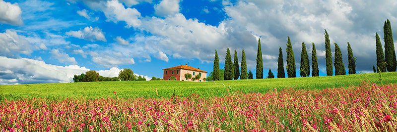 Landscape with cypress alley and sainfoins, San Quirico d'Orcia, Tuscany