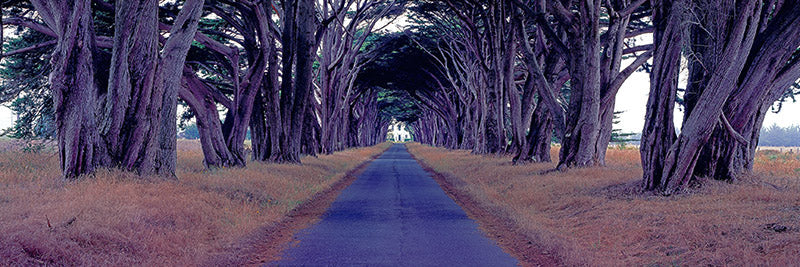 Monterey Cypress Trees, Point Reyes, California