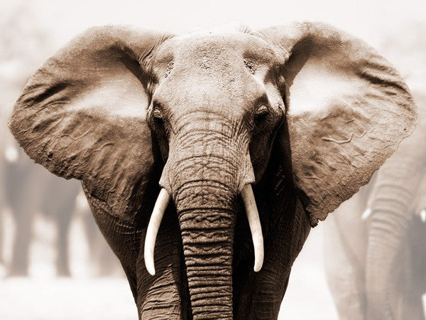 African Elephant Anonymous