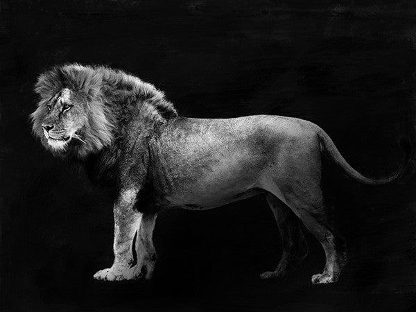 Panthera Leo Julian Lauren