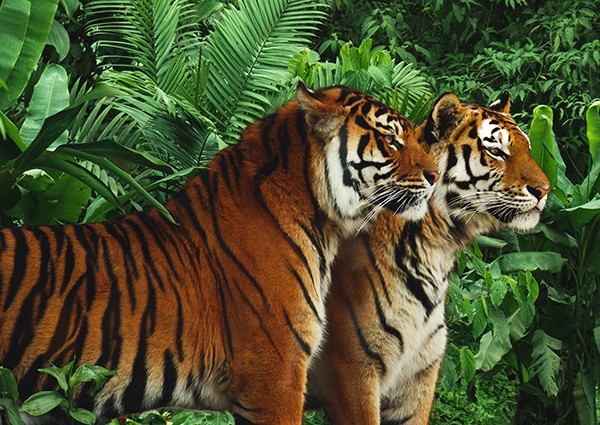 Two Bengal Tigers Pangea Images