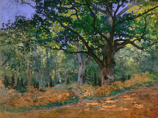 La Quercia Bodmer, Foresta di Fontainebleau di Claude Monet